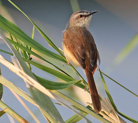 Tawny-flanked Prinia